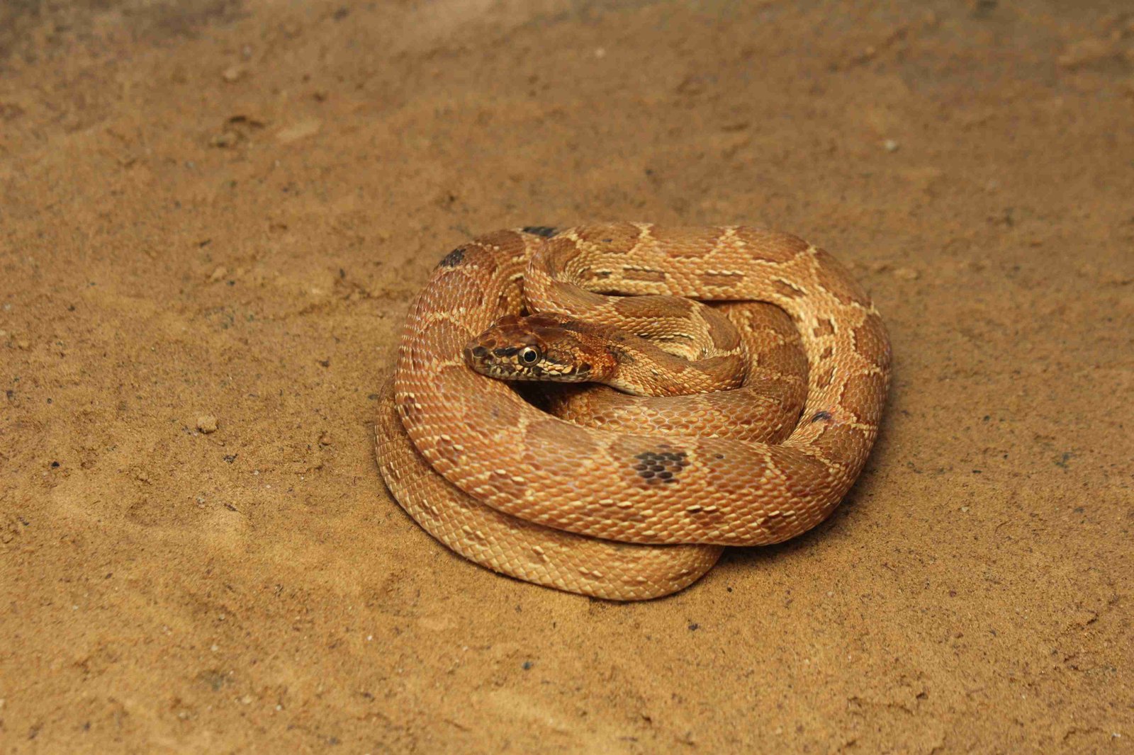 Snake Helpline Ajmer